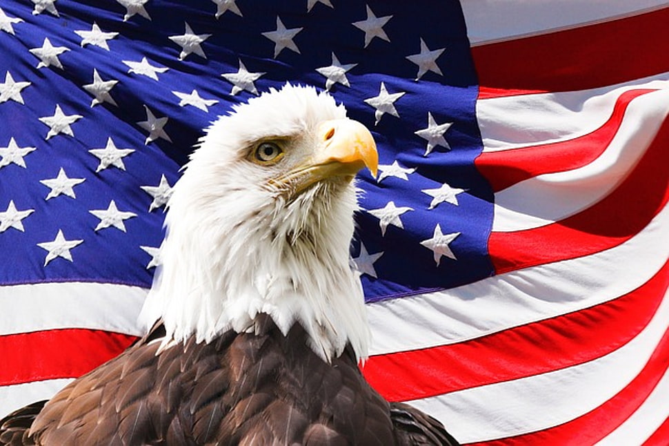 Bald Eagle with USA flag background HD wallpaper