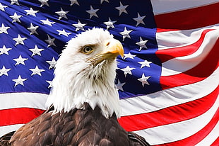 Bald Eagle with USA flag background
