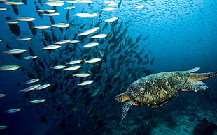 shoal of fish near beige turtle under the sea
