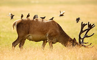 brown buck, deer, birds, grass, nature HD wallpaper