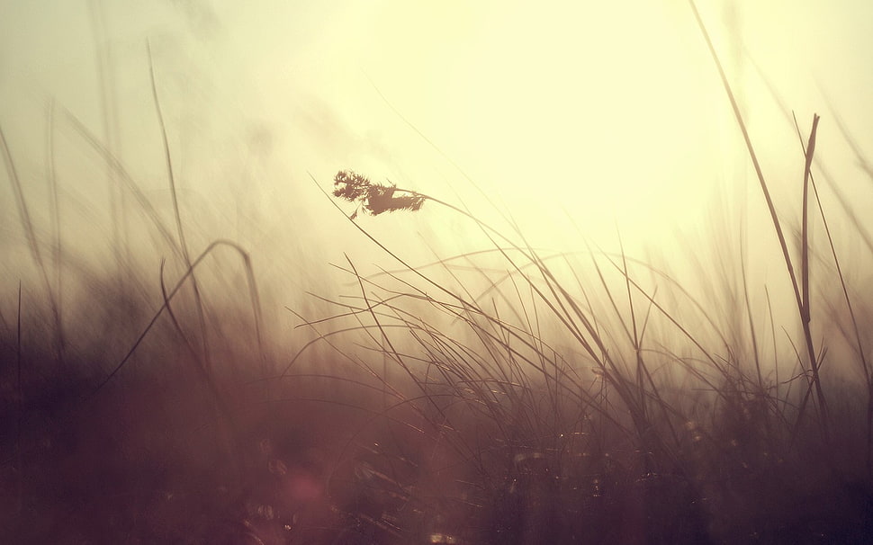 grass silhouette, simple background, nature HD wallpaper