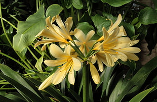 yellow Amaryllis flowers in closeup photo