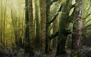 moss covered trees during daytime