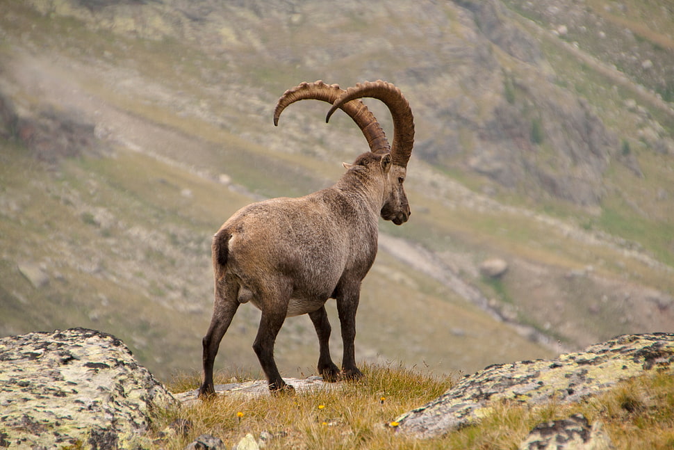 brown ram, Alpine ibex, Goat, Mountains HD wallpaper