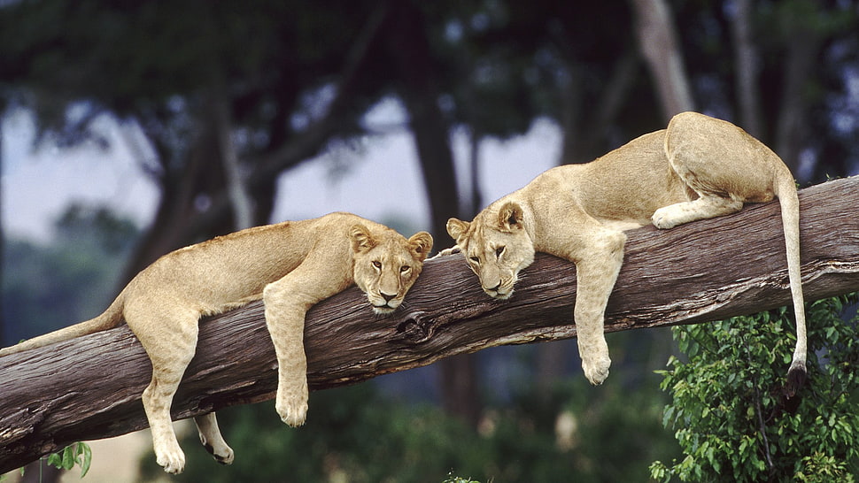 two lionesse, animals, lion, rest, trees HD wallpaper