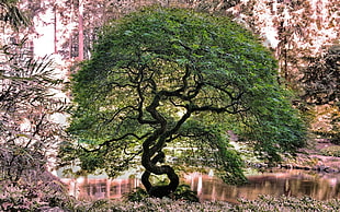 green leafed tree, nature, trees, forest, branch