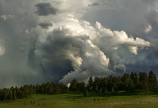 green trees, nature, trees, forest, clouds