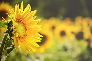 selective focus photography of yellow Sunflower HD wallpaper