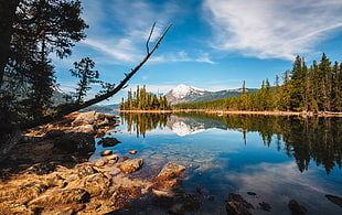 pine trees beside a lake at daytime HD wallpaper