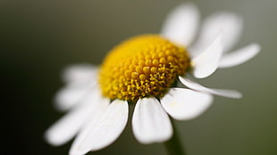 white Daisy flower in close up photography HD wallpaper