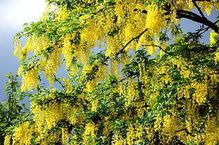 green leaf tree with yellow flowers during day time