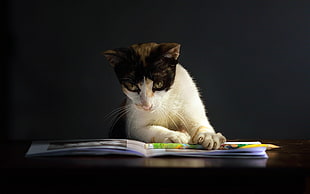 white and brown cat lies in book