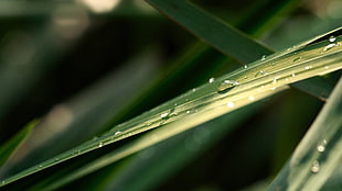 water dew, photography, nature, plants, leaves