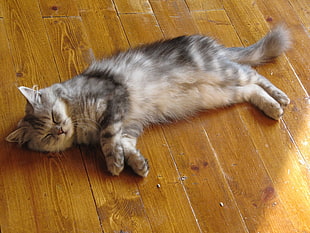 gray cat laying on brown floor