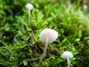 selective focus photography of white mushroom