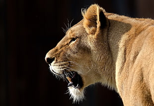 brown lioness in close up photography