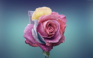 pink, yellow, and purple rose