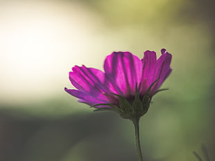 shallow focus photography of pink cosmos flower HD wallpaper