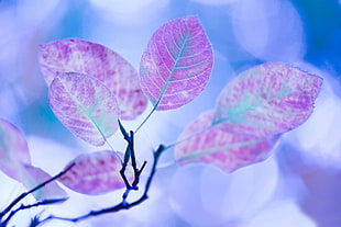 selective focus photography of ovate purple leaves