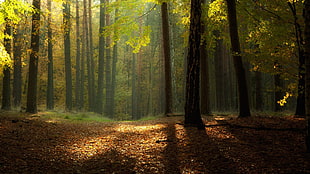 forest photograph HD wallpaper