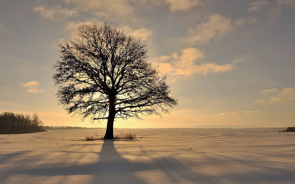 withered tree, landscape HD wallpaper