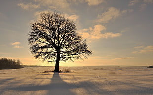 withered tree, landscape