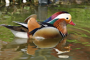 green and brown feathered duck swimming on the body of water