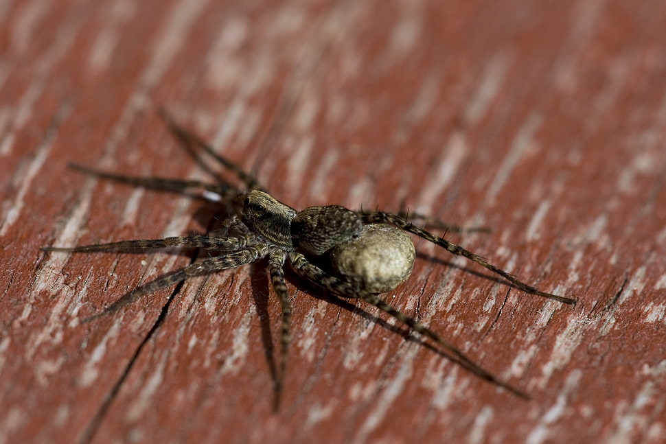 Wolf Spider and brown stone on brown wooden surface HD wallpaper