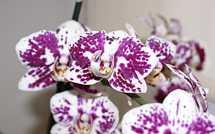 shallow focus of white-and-purple orchids flower
