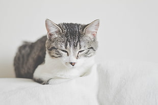 selective focus of napping cat