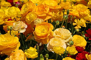 Ranunkulyus,  Flowers,  Close-up,  Flowerbed
