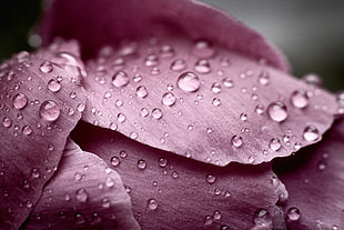 closeup photo of water drops on purple petaled flower