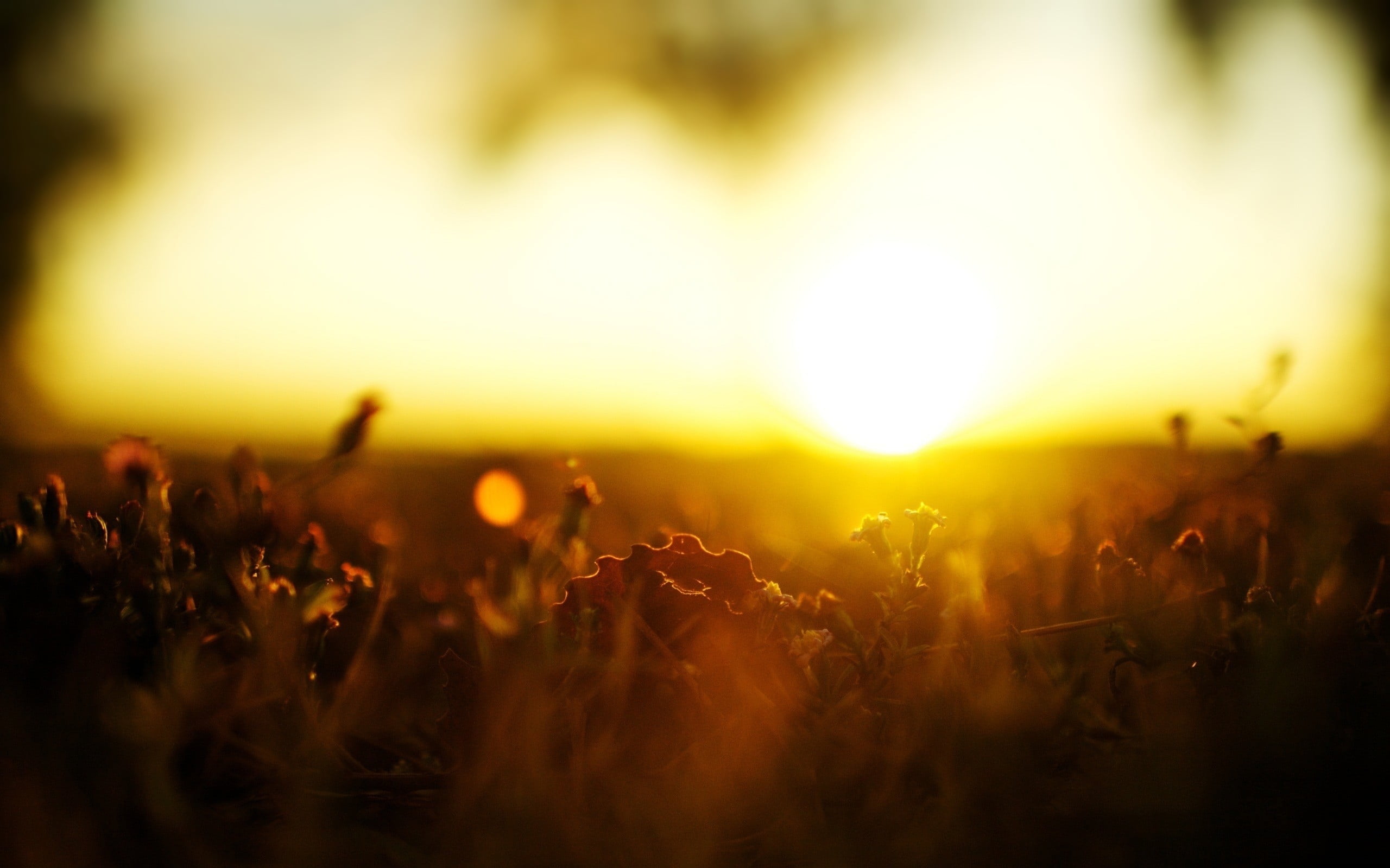 photography of green grass during daytime