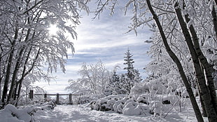 snow on bare trees during winte HD wallpaper