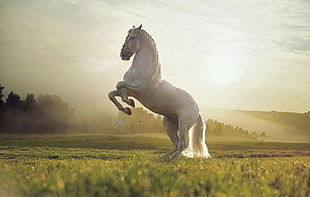 white horse, nature, horse, animals