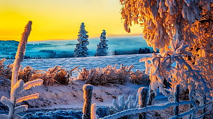 snow coated tree, winter, trees