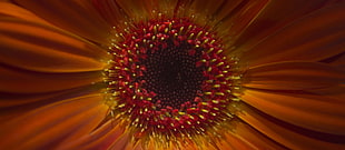 macro shot of orange Daisy flowers HD wallpaper