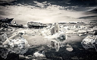 ice burgs, polar bears, photo manipulation, nature, landscape