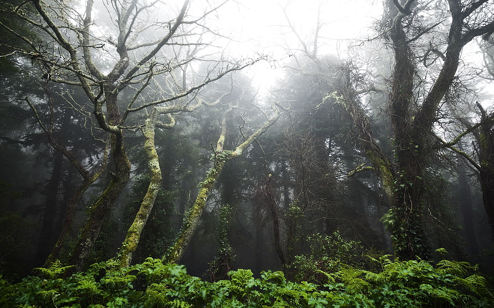 green leaves trees and plants during daytime HD wallpaper