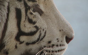 Tiger face photography HD wallpaper
