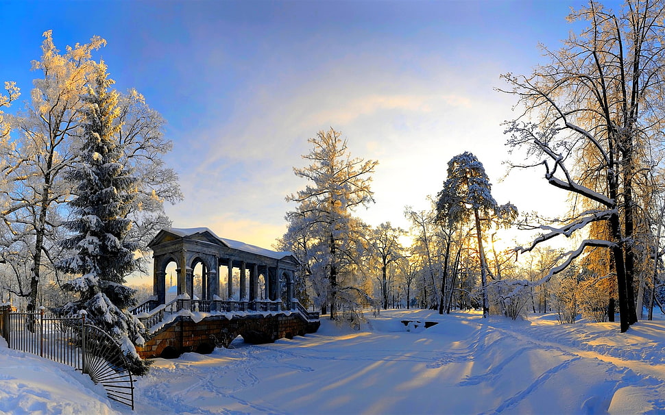 snow coated trees near pathway, winter, snow, trees HD wallpaper