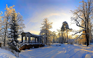 snow coated trees near pathway, winter, snow, trees