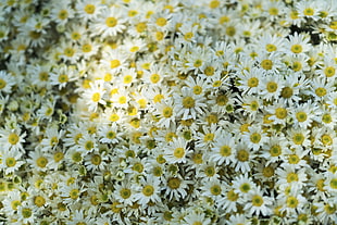 white daisies, Daisies, Flowers, Glade