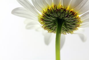 white daisy closeup photography HD wallpaper