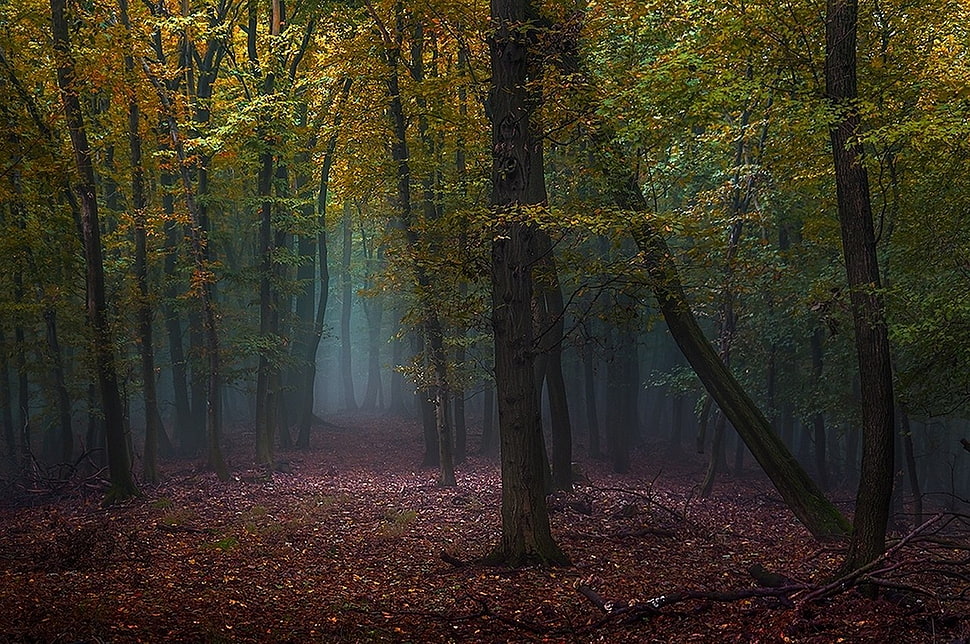 green forest trees during datyime HD wallpaper