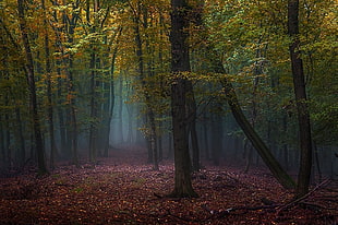 green forest trees during datyime HD wallpaper