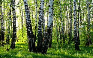forest trees field, forest, nature, birch, trees HD wallpaper