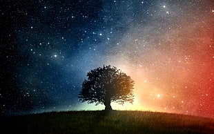 photo of tree under nebular background