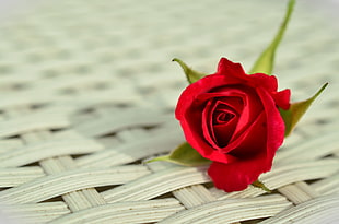 red rose flower on white woven board
