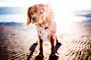 shallow focus photography of brown long coated puppy